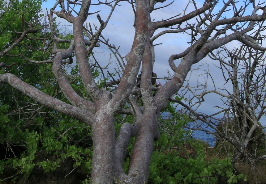 Palo Santo (Bursera graveolens)