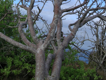 Madera, bronce y huella ambiental: el estado de la sostenibilidad en la industria de la batería