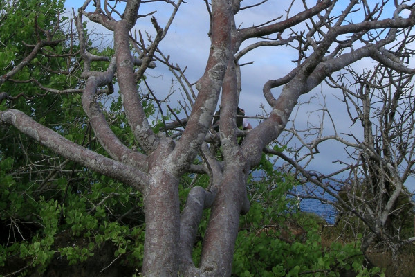 Madera, bronce y huella ambiental: el estado de la sostenibilidad en la industria de la batería